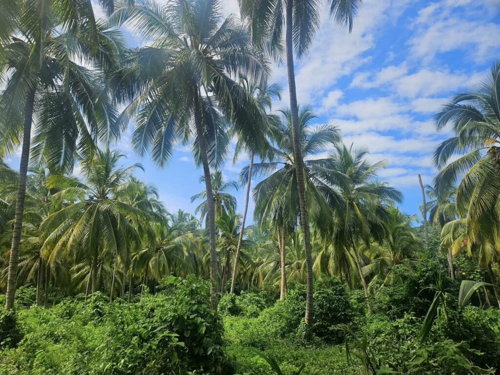 500729072 1279734870828580 1493356350574327499 n